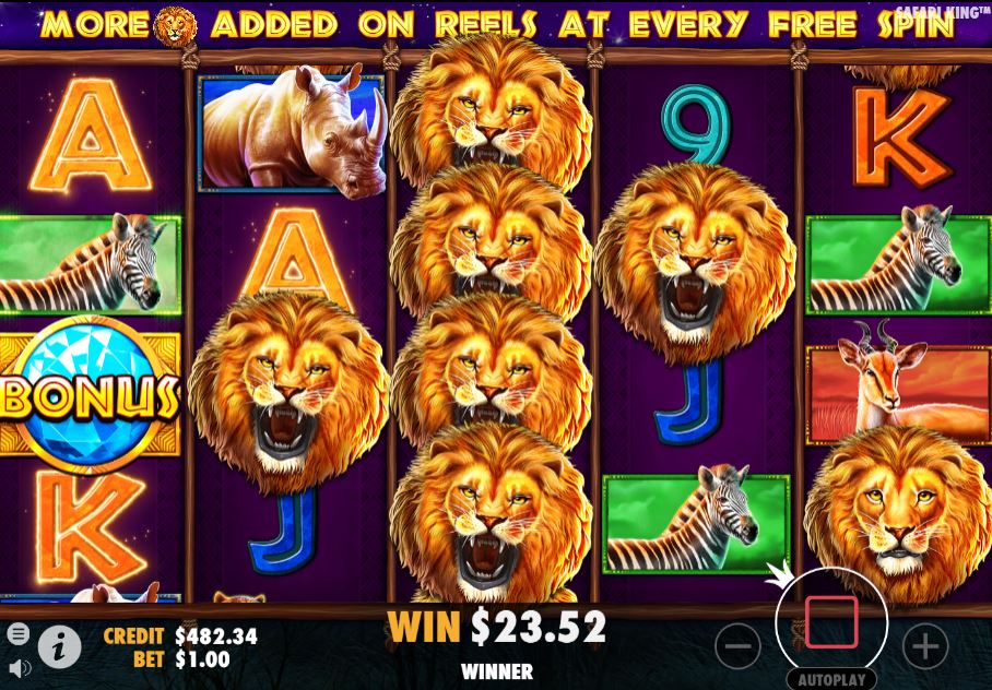 safari king free spins
